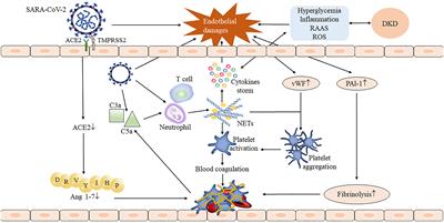 An update on the interaction between COVID-19, vaccines, and diabetic kidney disease